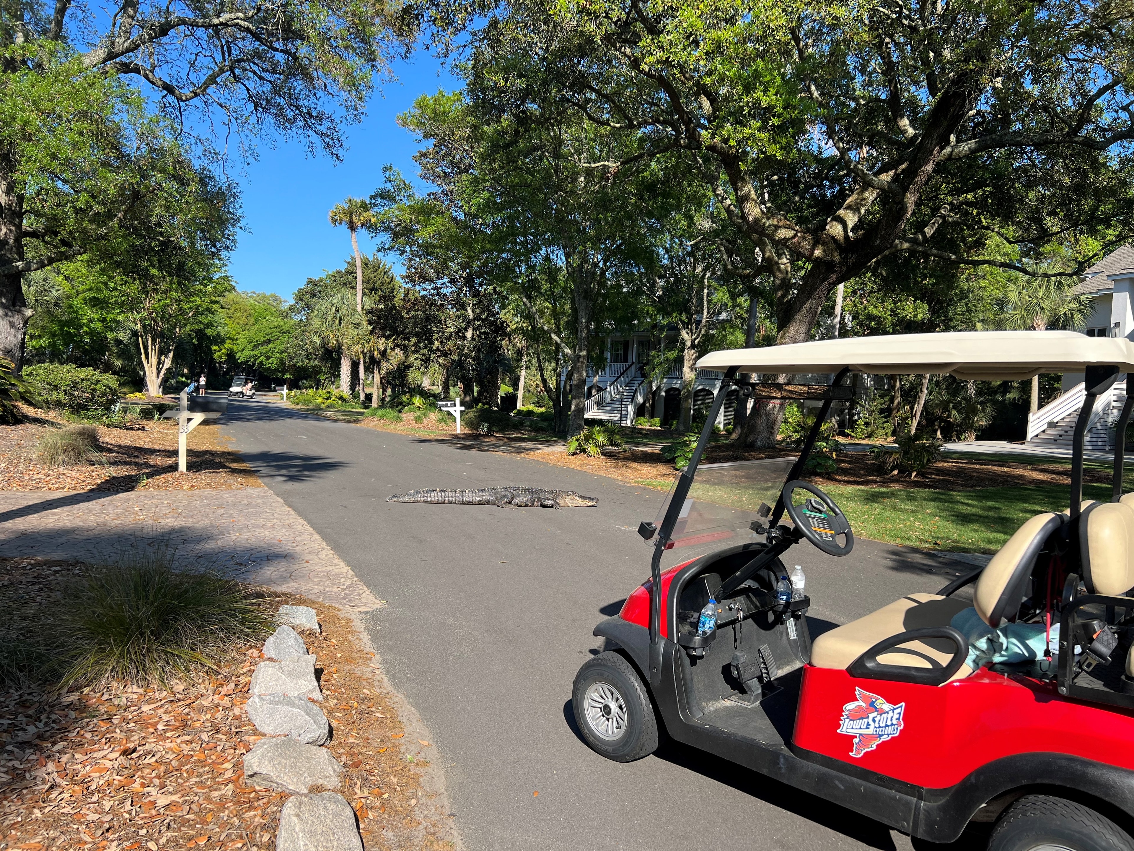 Alligator blocking the cart path at Wild Dunes with a golf cart waiting patiently